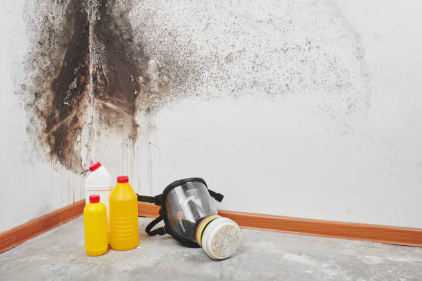 Best Home Mold Removal  in Ashland City, TN