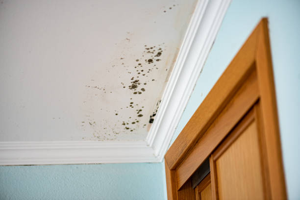 Best Same-Day Mold Removal  in Ashland City, TN