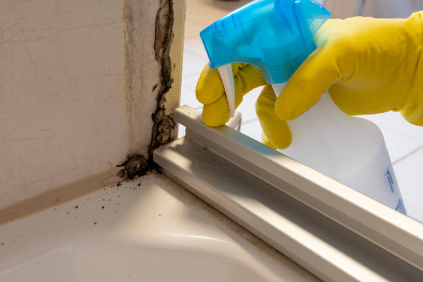 Best Commercial Mold Removal  in Ashland City, TN