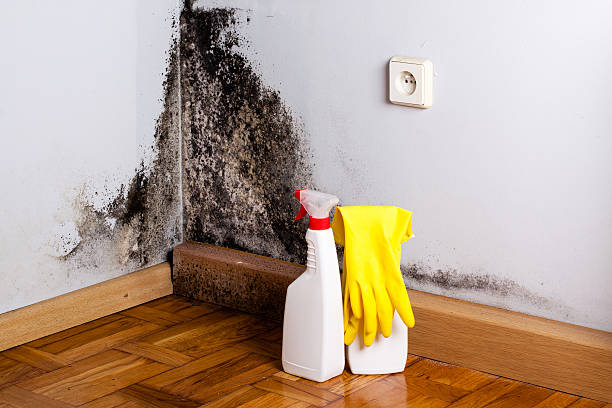 Best Black Mold Removal  in Ashland City, TN