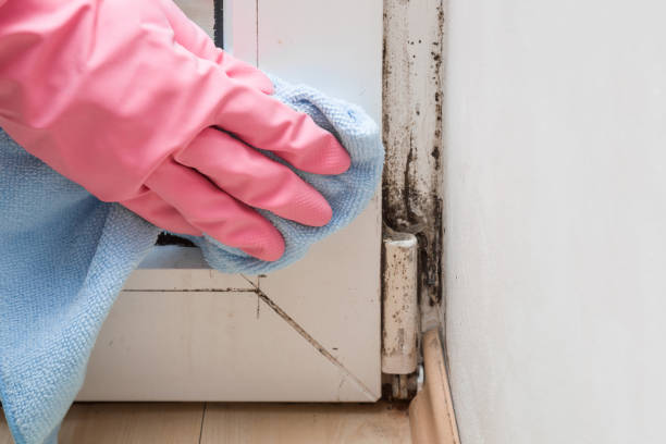 Best Mold Damage Repair  in Ashland City, TN