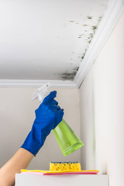 Best Certified Mold Removal  in Ashland City, TN