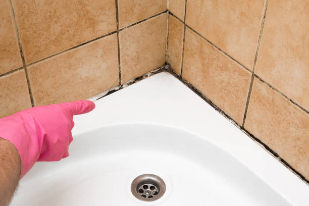 Best Home Mold Removal  in Ashland City, TN